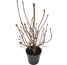 Ung planta i kruka med små skott