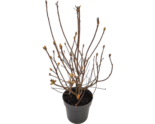 Ung planta i kruka med små skott
