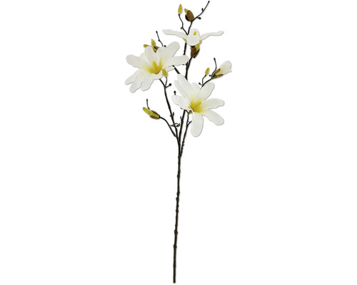 Dekorativ magnoliagren med blommor och knoppar.