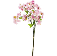 Dekorativ körsbärsblommigren