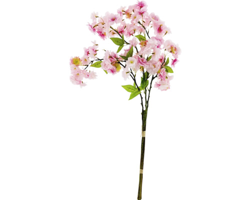 Dekorativ körsbärsblommigren