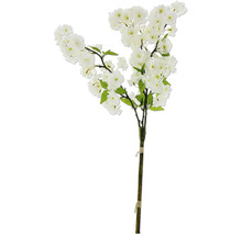 Dekorativ körsbärsblommig kvist med vita blommor och gröna blad