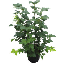 Växt i kruka med gröna blad