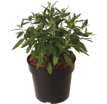 Pepparmynta planta i kruka