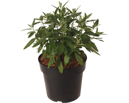 Pepparmynta planta i kruka