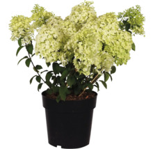 Vipphortensia FLORASELF Hydrangea paniculata Bobo® 50-60cm co 6L