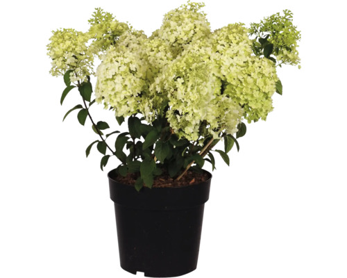 Syrénhortensia i svart kruka