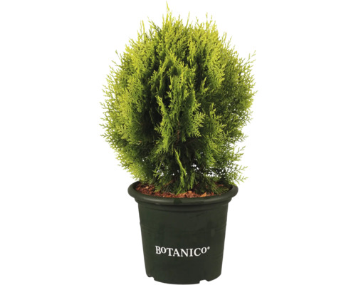 Cypress i kruka med Botanico logotyp