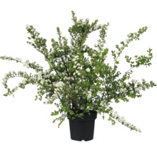Girlandspirea FLORASELF Spiraea nipponica 'Snowmound' 50-60cm co 4L