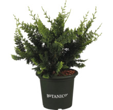 Krukväxtcypress i kruka med Botanico-logotyp