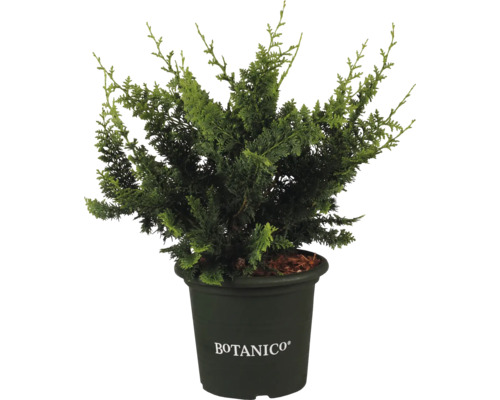 Krukväxtcypress i kruka med Botanico-logotyp