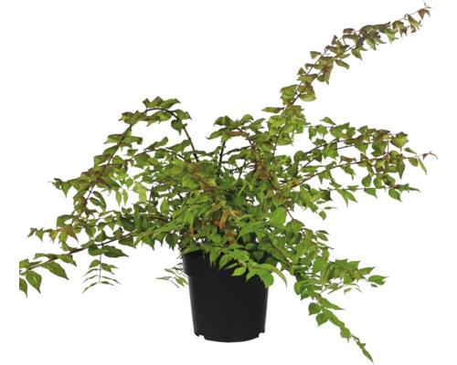 Japansk blomsterkornell som krukväxt