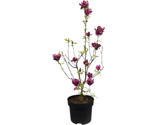 Magnolia i kruka med purpurröda blommor