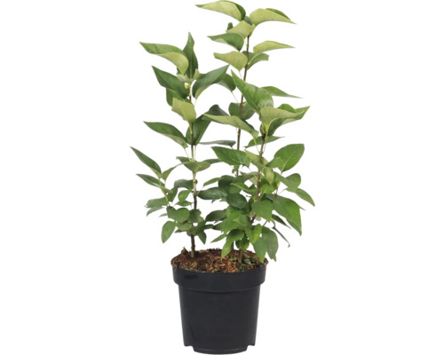 Syren i kruka med gröna blad