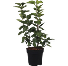 Dekorativ växt i kruka