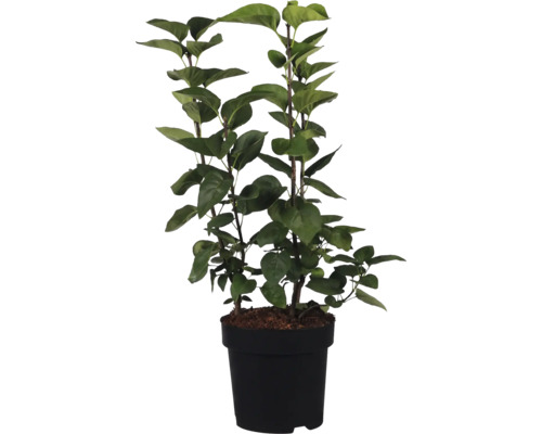 Dekorativ växt i kruka