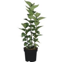 Syren FLORASELF Syringa vulgaris 'Mme Lemoine' 40-60cm Co 3L