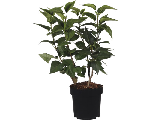 Konstgjord växt med gröna blad i svart kruka