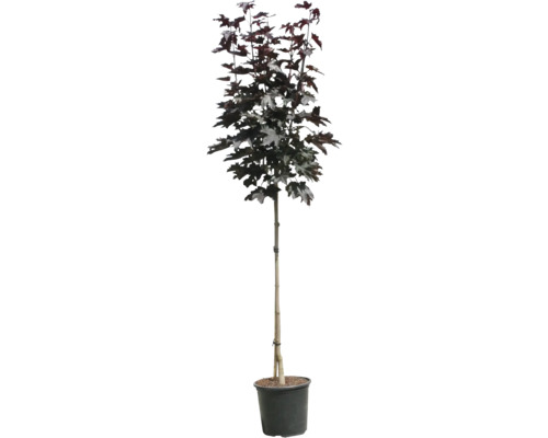 Pyramidlönn i kruka