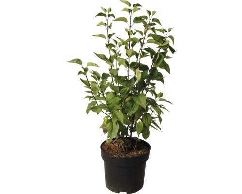 Blommande syren i kruka