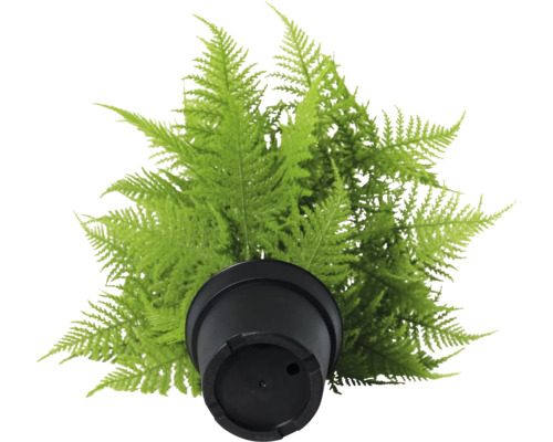 Konstväxt ormbunke i kruka