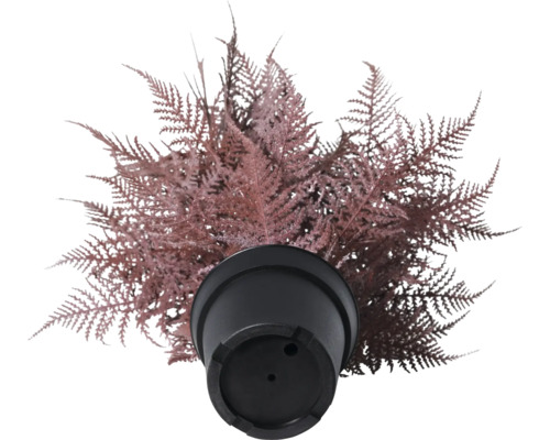 Konstgjord ormbunke i svart kruka, uppifrån