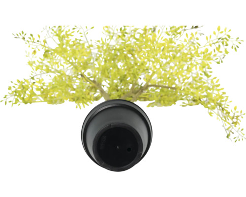 Konstgjord växt i kruka, uppifrån