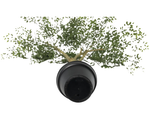 Vy från ovan på ett olivträd i kruka