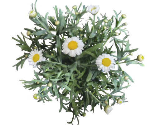 Ovanifrån av en tusenskönaväxt med gröna blad och vita blommor