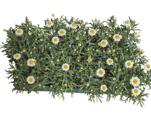 Margeritbuske med vita blommor