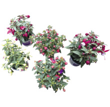 Fem fuchsiaväxter i krukor