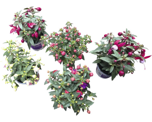 Fem fuchsiaväxter i krukor