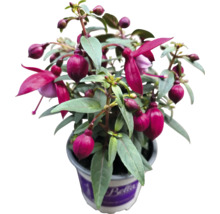 Fuchsia i kruka