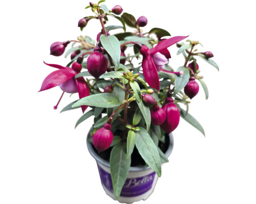 Fuchsia i kruka