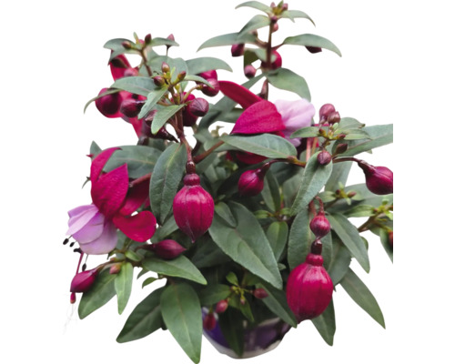 Fuchsiaväxt med röda och lila blommor i en kruka