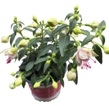 Fuchsiaplanta i kruka med blommor och knoppar