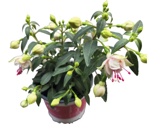Fuchsiaplanta i kruka med blommor och knoppar