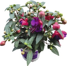 Fuchsia växt i kruka med gröna blad och röda blommor