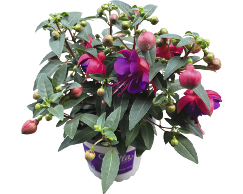 Fuchsia växt i kruka med gröna blad och röda blommor