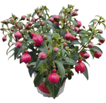 Fuchsiaplanta i kruka med gröna blad och rosa blommor