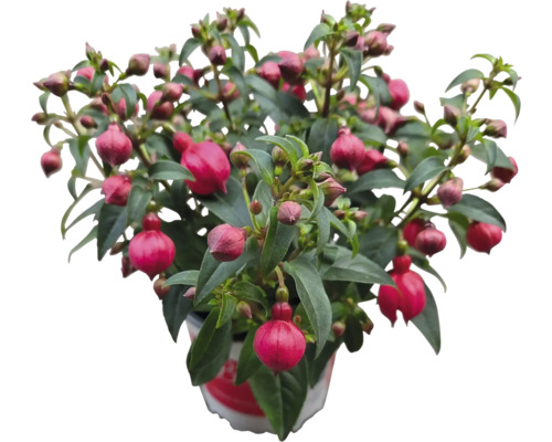 Fuchsiaplanta i kruka med gröna blad och rosa blommor