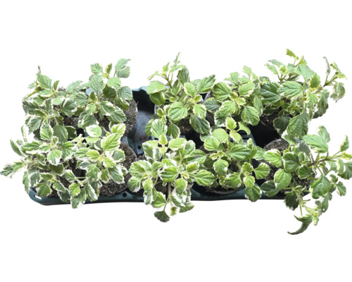 Plectranthus med gröna och vita blad i en skål