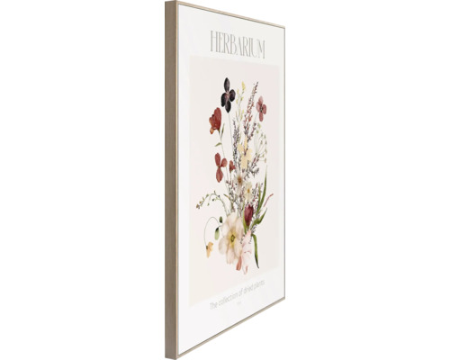 Inramad herbarium växtbild för väggen