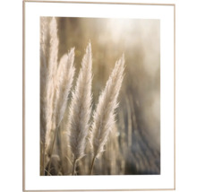 Dekorativ bild med ram som visar pampasgräs