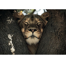 Lejon vilar i ett träd