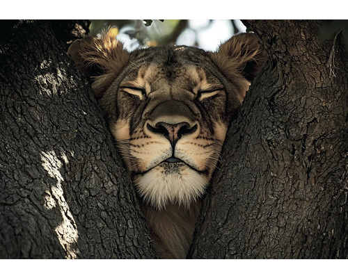 Lejon vilar i ett träd
