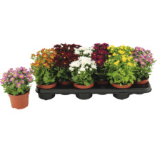 Krysantemum i olika färger i kruka