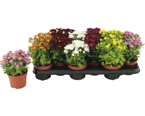 Krysantemum i olika färger i kruka