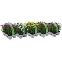 Flerfärgade krysantemum i kruka