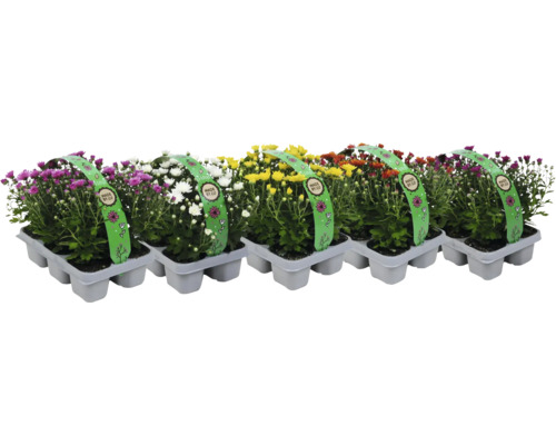 Höstkrysantemum FLORASELF Chrysanthemum multiflora 6-pack Flerfärgade krysantemum i kruka